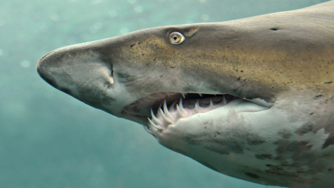 Обои картинки фото животные, акулы, челюсти, голова, акула