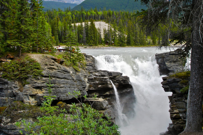 Обои картинки фото athabasca, falls, jasper, national, park, canada, природа, водопады, лес, водопад