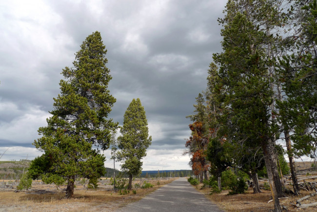 Обои картинки фото yellowstone, national, park, природа, дороги, дорога, парк, деревья