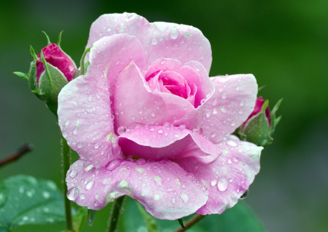 Обои картинки фото цветы, розы, розовый, капли, бутон