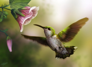 Картинка рисованное животные +птицы розовый цветок колибри птица