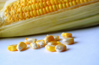 Картинка еда кукуруза початок кукурузный зерна