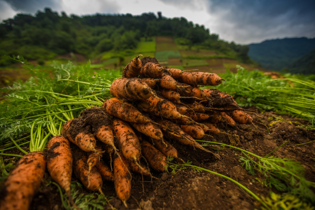 Обои картинки фото еда, морковь, макро, урожай, корнеплод, ботва, земля, оранжевая