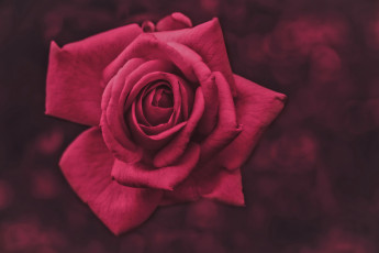 Картинка цветы розы бутон лепестки фон роза