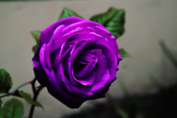 Картинка цветы розы лиловый