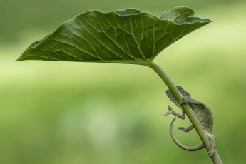 Картинка животные хамелеоны лист природа хамелион
