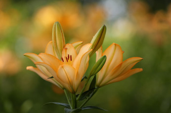 Картинка цветы лилии +лилейники бутоны оранжевый
