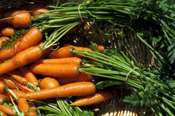 обоя еда, морковь, корнеплоды