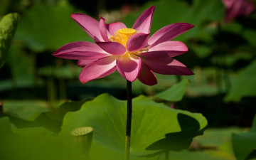Картинка цветы лотосы лотос розовый листья