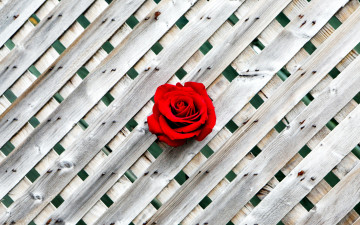 Картинка цветы розы одиночка