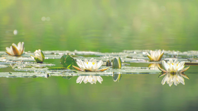 Обои картинки фото цветы, лилии водяные,  нимфеи,  кувшинки, вода, белые, цветение, водяные, лилии