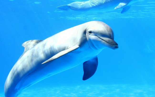 Обои картинки фото животные, дельфины, вода