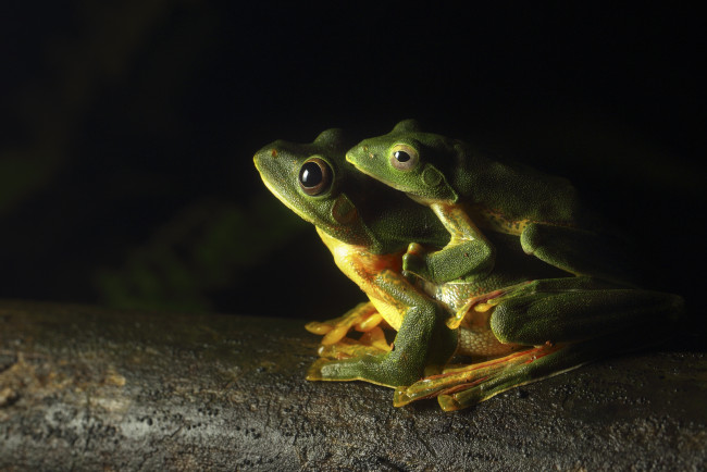 Обои картинки фото животные, лягушки, legs, eyes, greens, frogs, toads