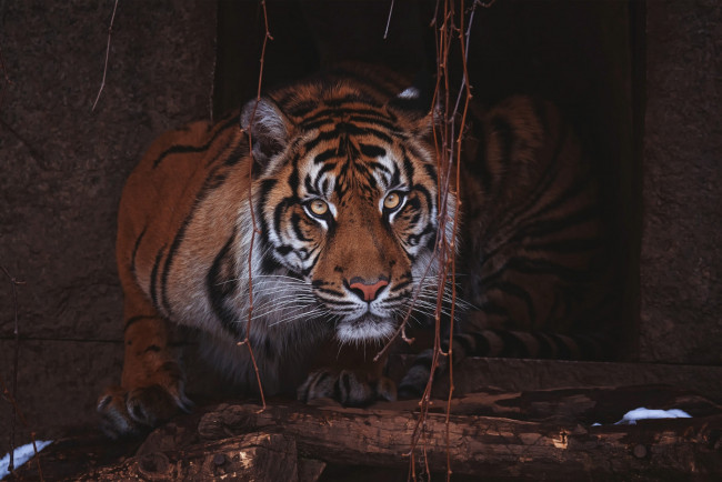 Обои картинки фото животные, тигры, взгляд, морда, листья, тигр, поза, темный, фон, портрет, бревна, зоопарк, жилище