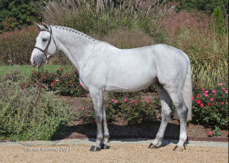 Картинка животные лошади конь белый сад