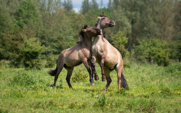 Картинка животные лошади кони роща поляна