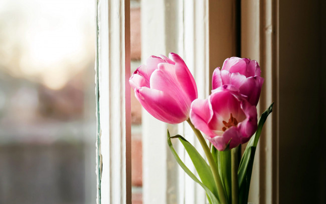 Обои картинки фото цветы, тюльпаны, розовые, трио