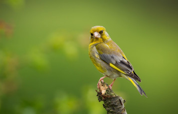 Картинка животные птицы oбыкновенная зеленушка european greenfinch прирoда