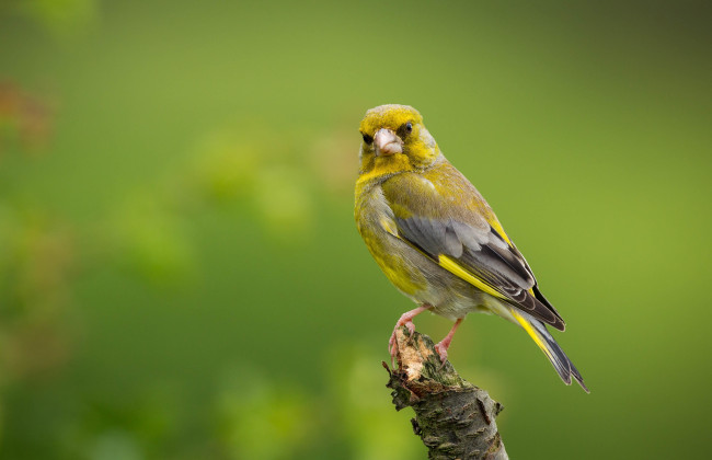 Обои картинки фото животные, птицы, oбыкновенная, зеленушка, european, greenfinch, прирoда