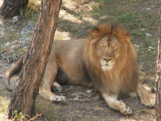 Обои картинки фото лев, животные, львы