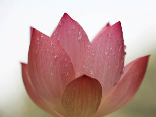 Картинка цветы лотосы капли воды розовые лепестки