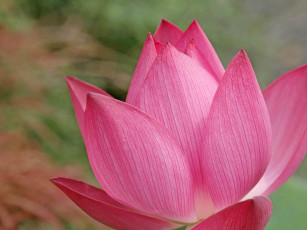 Картинка цветы лотосы лепестки розовые