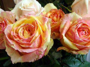 Картинка цветы розы двухцветные