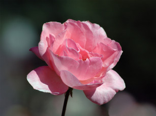 Картинка цветы розы тёмный лепестки розовый