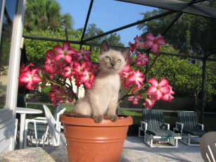 Картинка животные коты цветы котенок горшок
