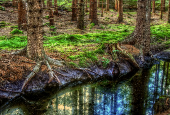Картинка природа лес стволы деревья корни вода