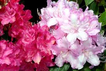 Картинка цветы рододендроны азалии яркий малиновый розовый