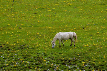 Картинка животные лошади трава вода луг