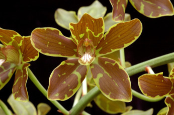 Картинка цветы орхидеи пятнистый коричневый экзотика