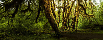 Картинка olympic national park природа лес мох