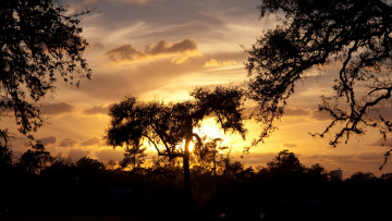 Картинка природа восходы закаты деревья облака