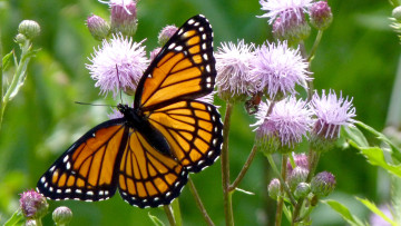 Картинка животные бабочки крылья цветы насекомое