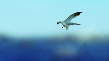 Картинка животные Чайки бакланы крачки полёт чайка синий