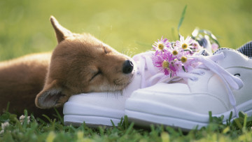 Картинка животные собаки цветы кеды щенок