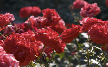 Картинка цветы розы много красные