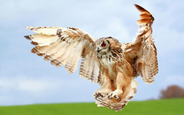 Картинка животные совы крылья
