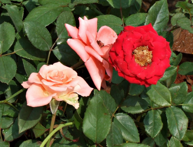 Обои картинки фото цветы, розы, тёмный, лепестки, розовые