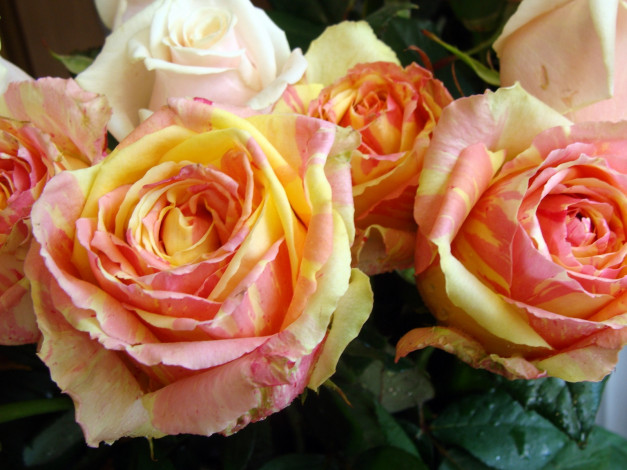 Обои картинки фото цветы, розы, двухцветные