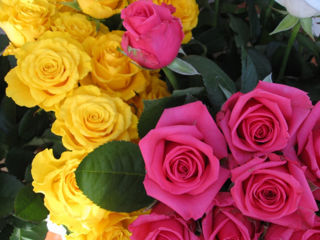 Обои картинки фото цветы, розы, много, розовые, желтые