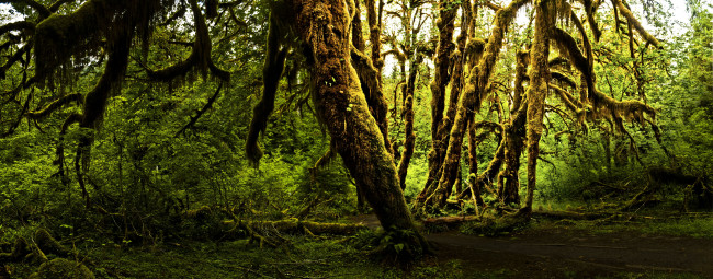 Обои картинки фото olympic, national, park, природа, лес, мох