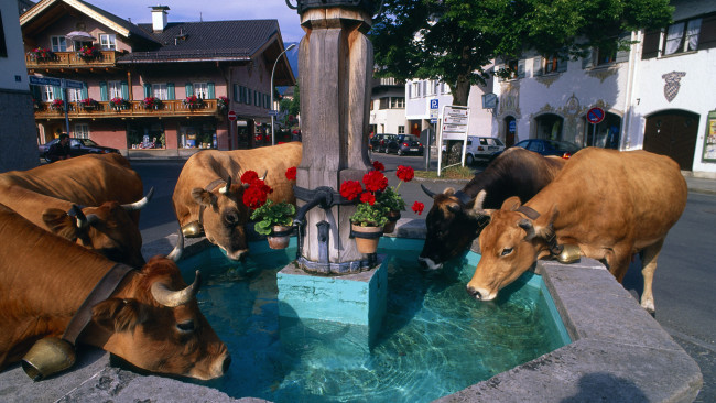 Обои картинки фото животные, коровы, буйволы, фонтан, город