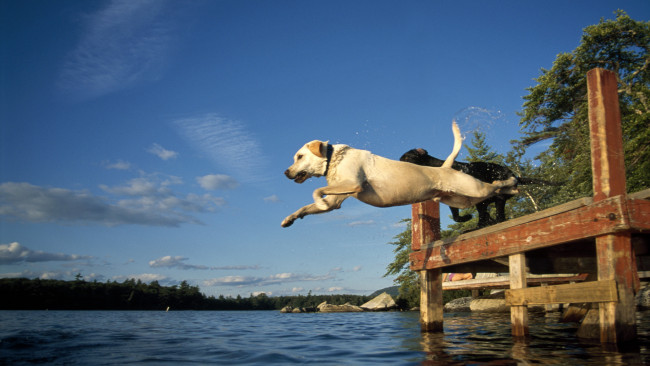 Обои картинки фото животные, собаки, вода, прыжок