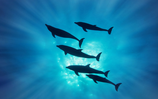 Обои картинки фото животные, дельфины, вода, силуэт, лучи