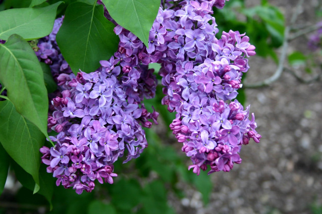 Обои картинки фото цветы, сирень, фиолетовый, гроздья
