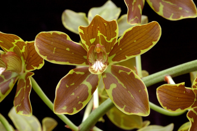 Обои картинки фото цветы, орхидеи, пятнистый, коричневый, экзотика