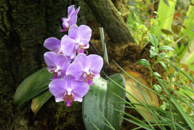 Обои картинки фото цветы, орхидеи, лес, капли, роса, листья, сиреневая